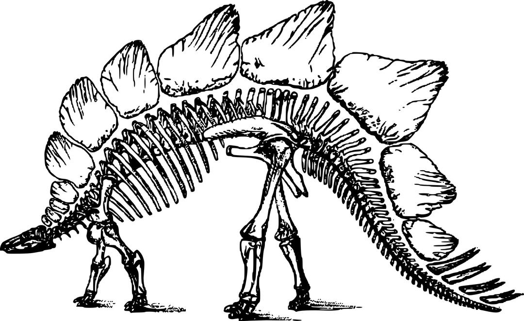 Stegosaurus skeleton png transparent