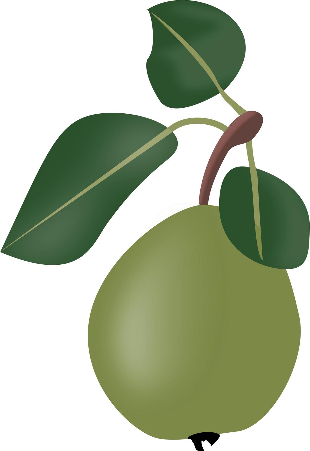 Stew pear with leafs png transparent