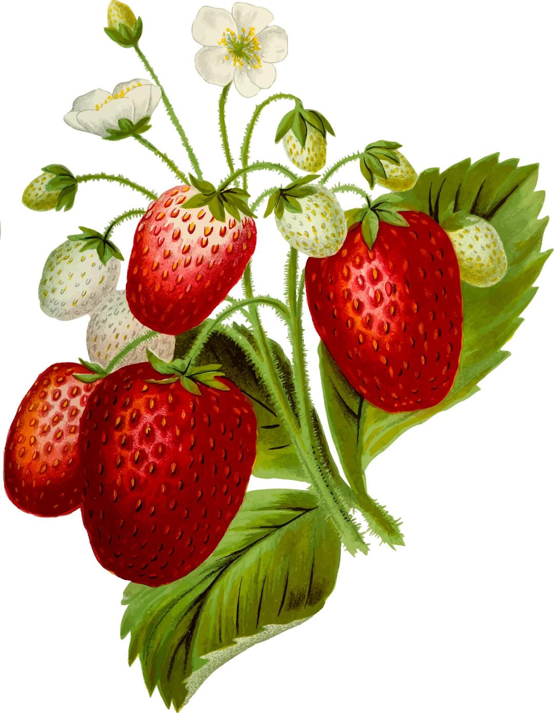 Strawberries 2 png transparent
