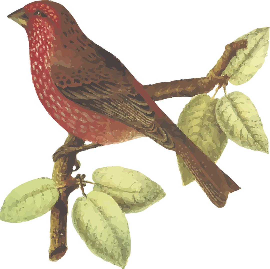 Streaked rosefinch png transparent