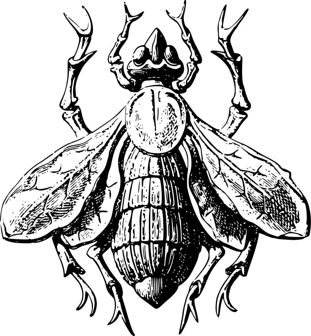 Stylised fly png transparent