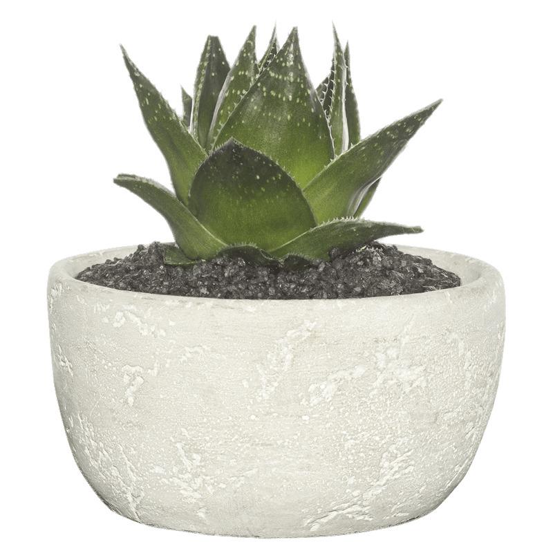 Succulent In Cement Bowl png transparent
