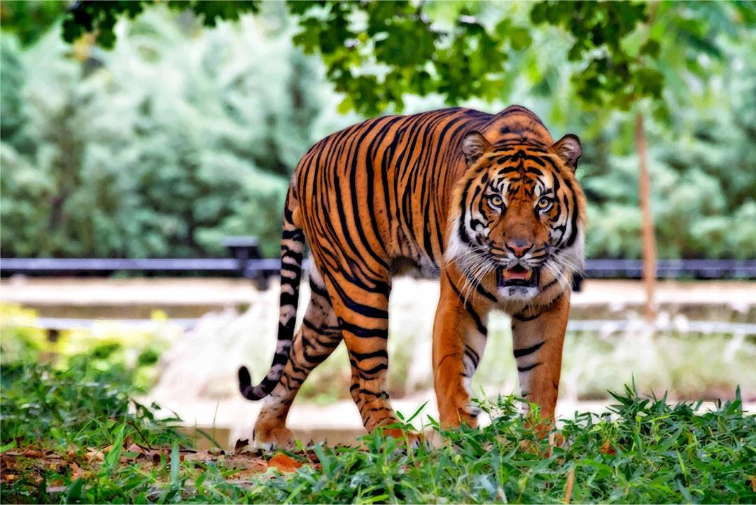 Sumatran Tiger png transparent
