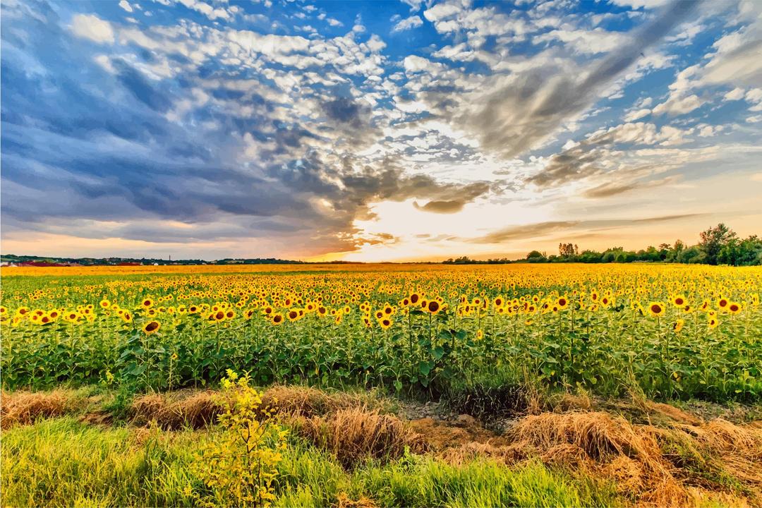 Sunflower Field Hungary png transparent