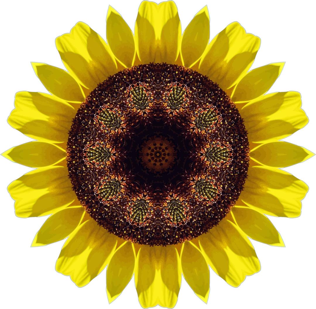 Sunflower kaleidoscope 4 png transparent