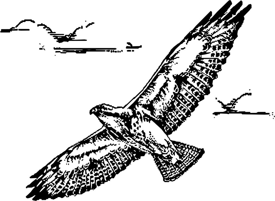 Swainsion hawk in flight png transparent