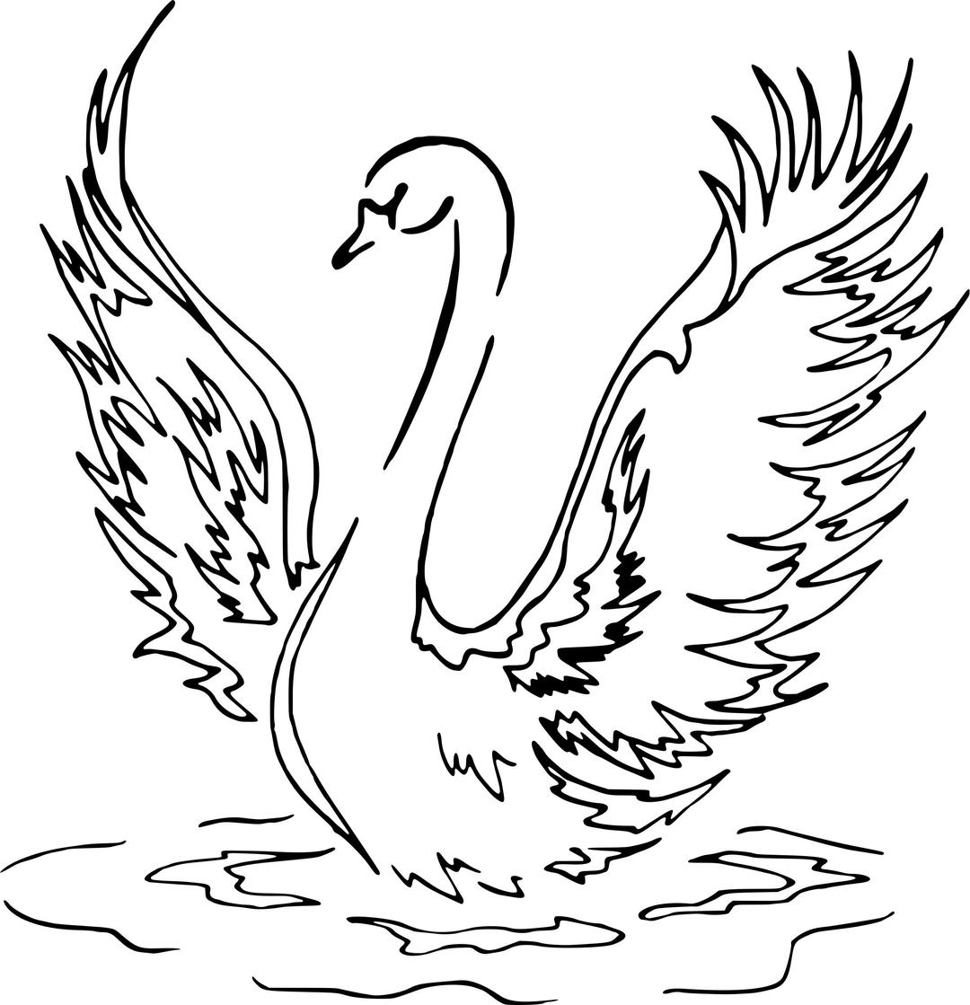 Swan 4 png transparent