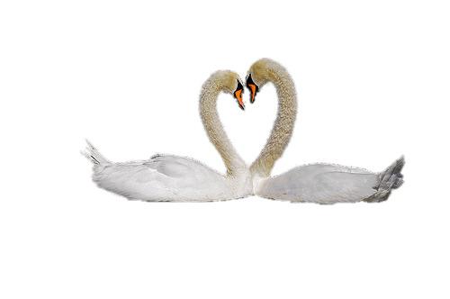 Swan Couple png transparent