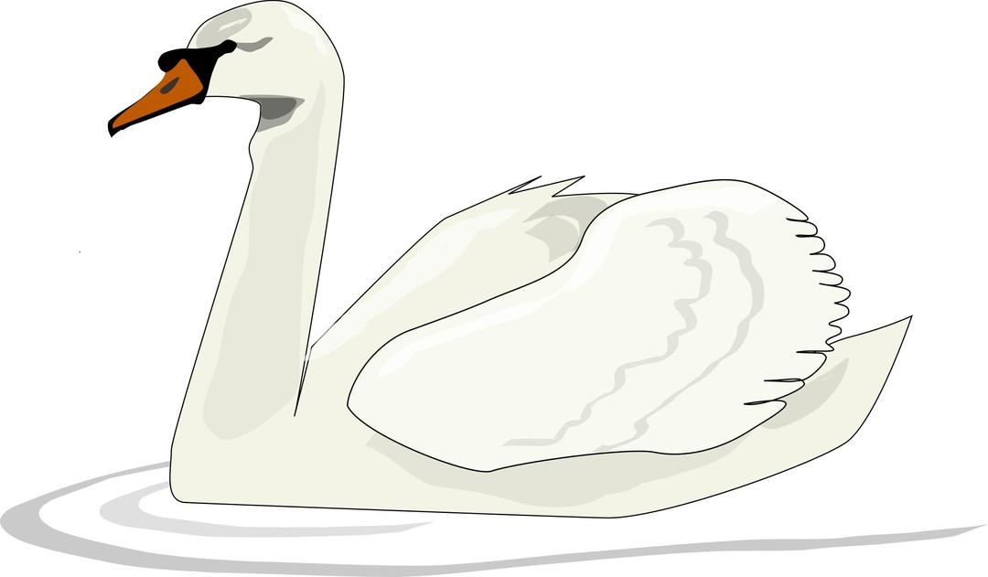 Swan swimming png transparent