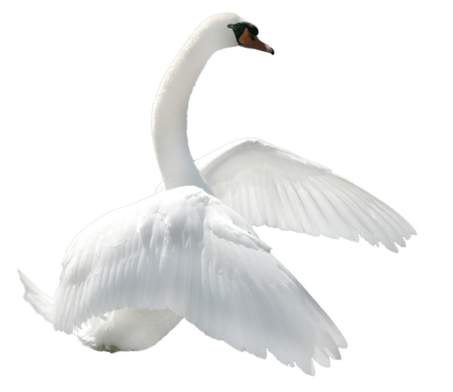 Swan To Right png transparent