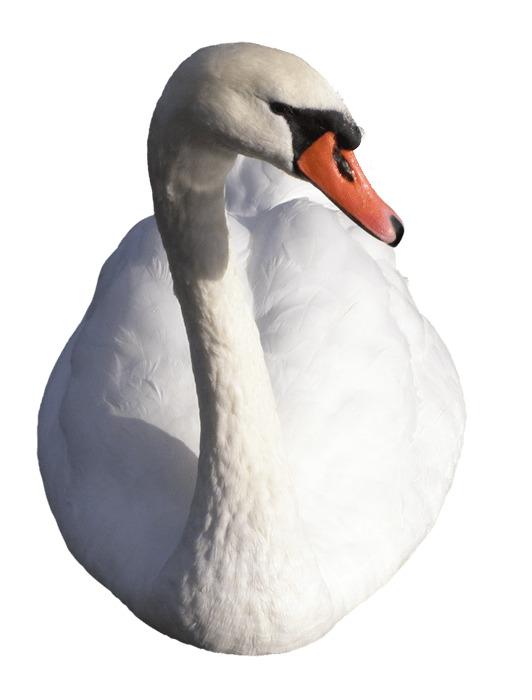 Swan png transparent