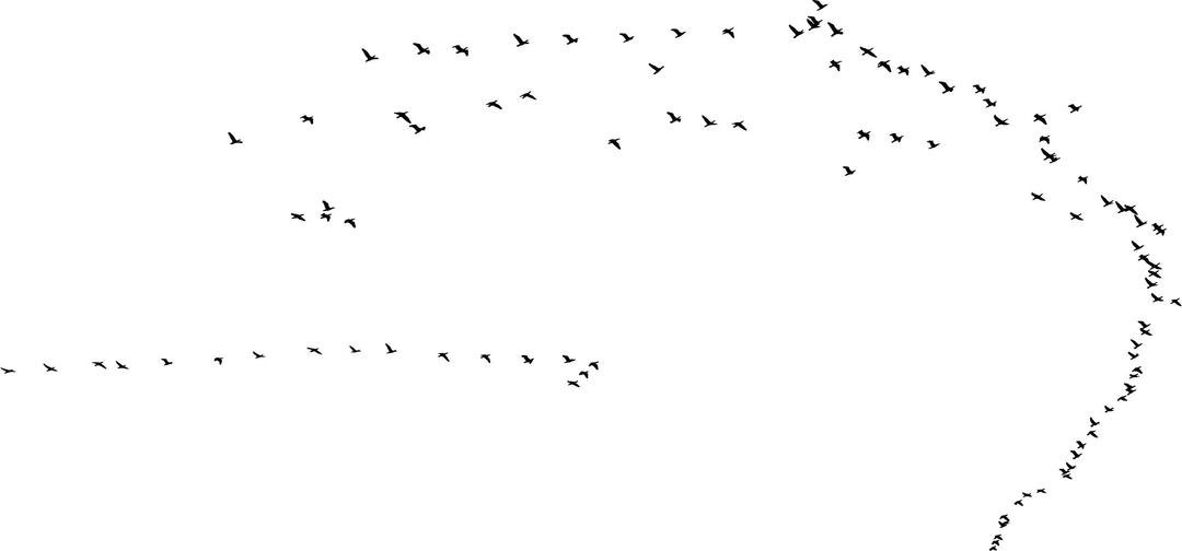 Swarm Of Birds Silhouette png transparent
