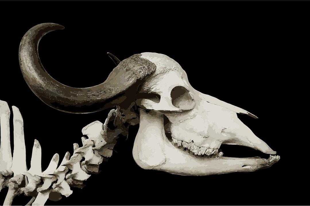 Syncerus caffer african buffalo skull MNHN png transparent