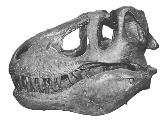 T-Rex Skull png transparent