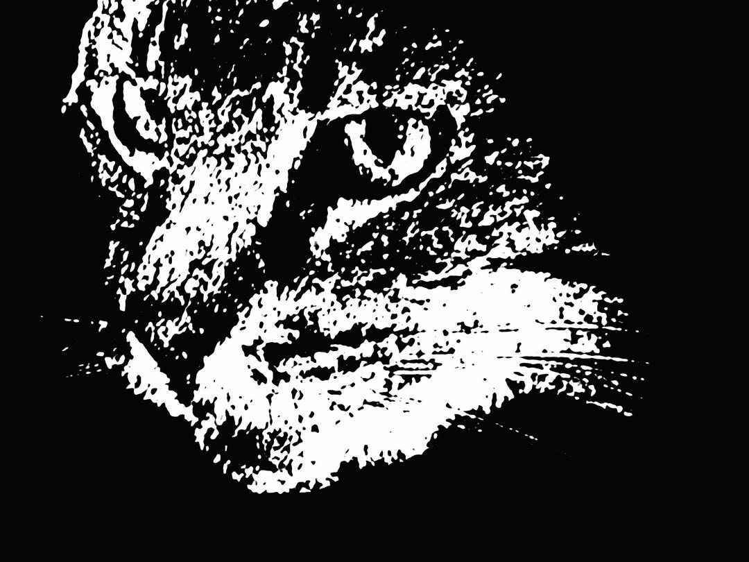 Tabby Cat Face Emerging from Shadows png transparent