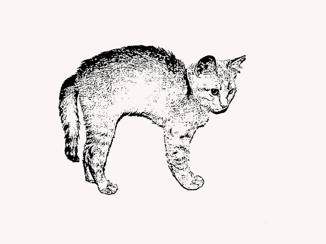 Tabby Kitten with Arched Back png transparent