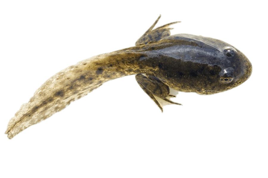 Tadpole With Developed Hind Legs png transparent