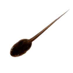 Tadpole With Long Tail png transparent