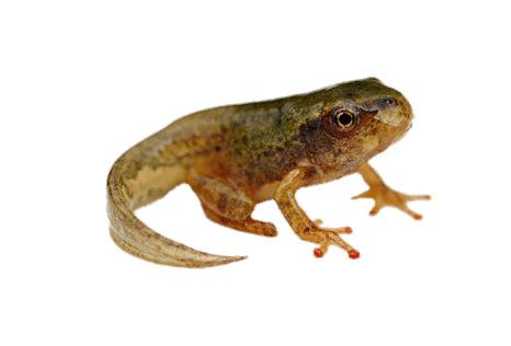 Tadpole With Tail png transparent