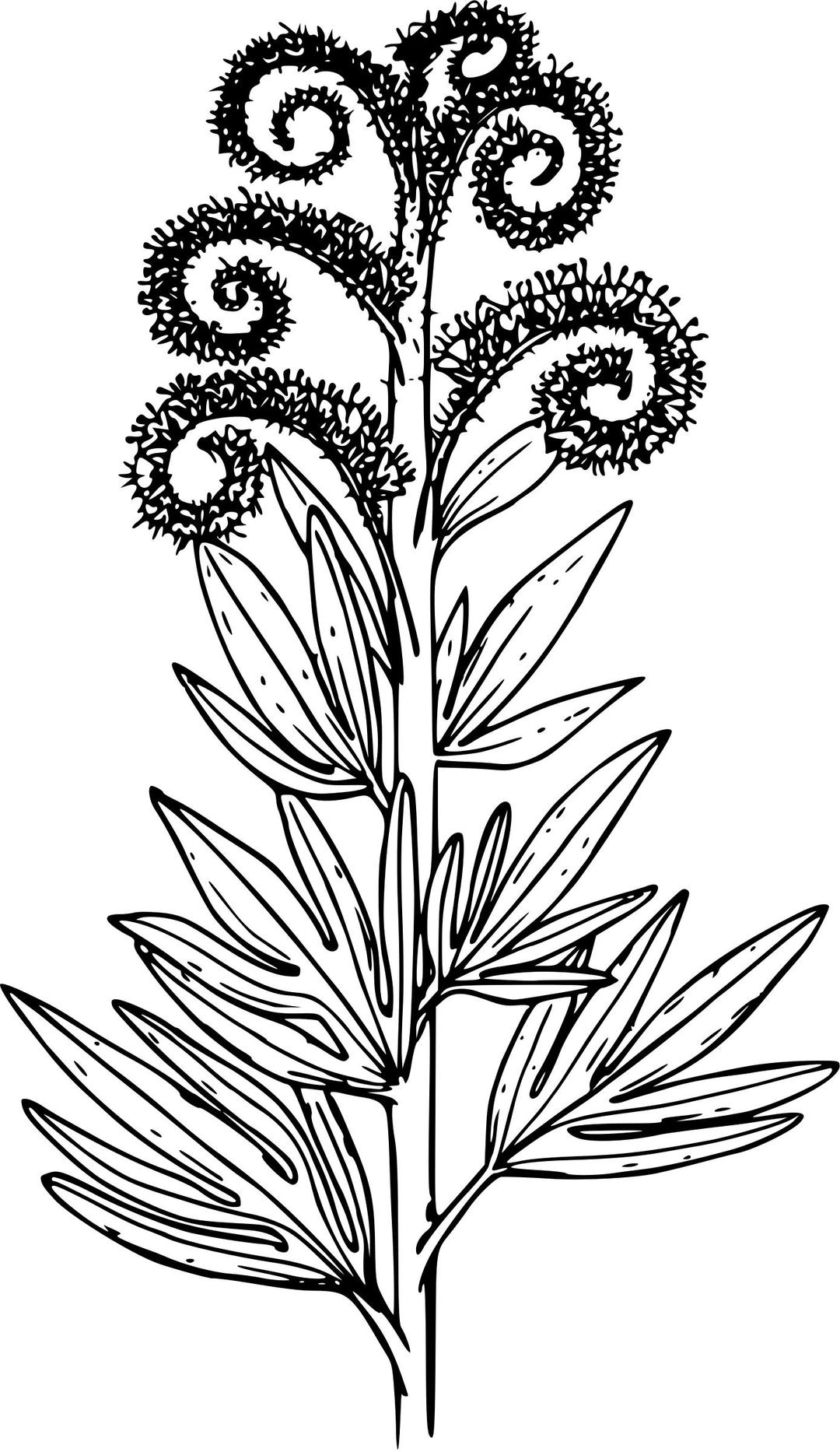 Tall phacelia png transparent