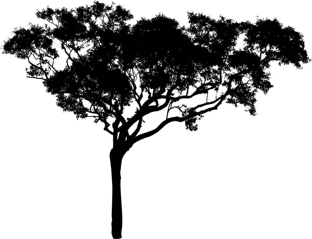 Tall Tree Silhouette png transparent