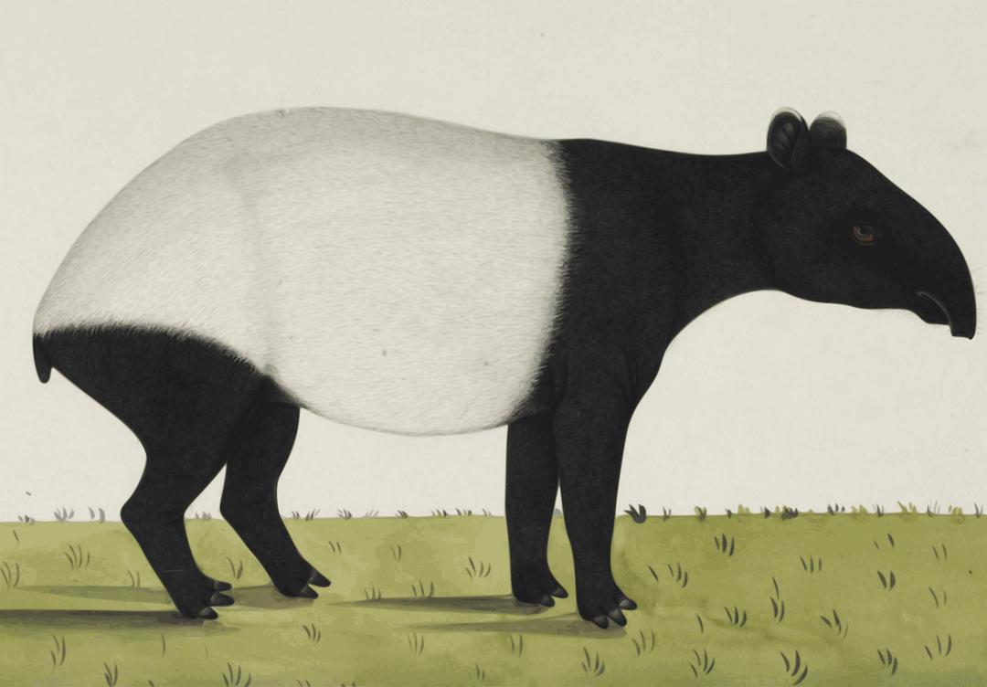 Tapir png transparent