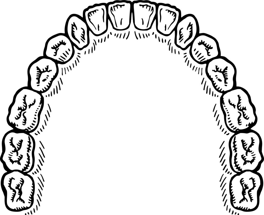 teeth png transparent