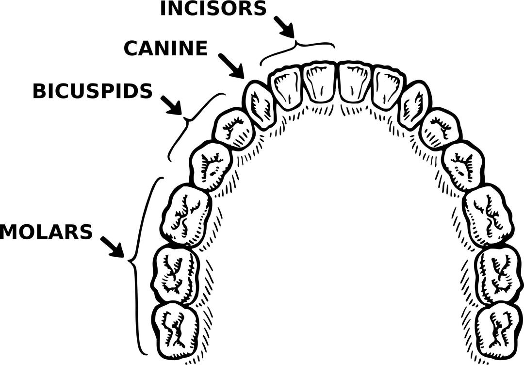 Teeth (annotated) png transparent