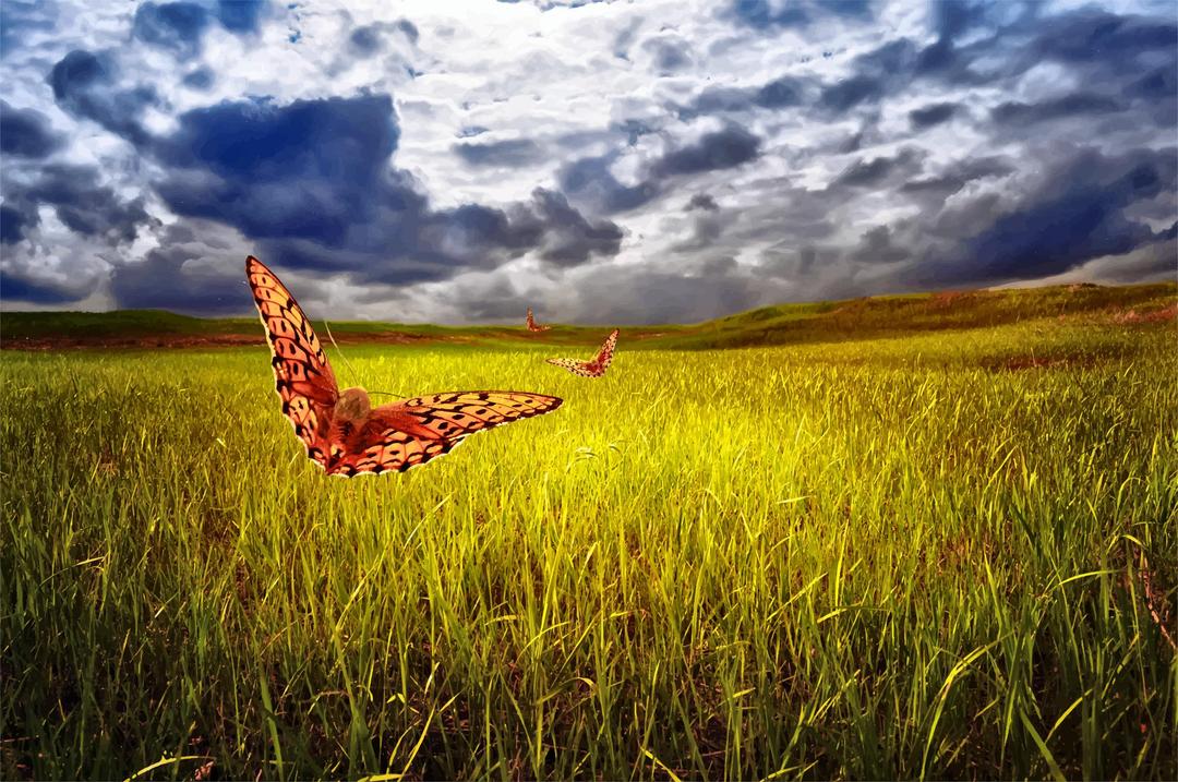 The Field, Sky And Butterflies png transparent