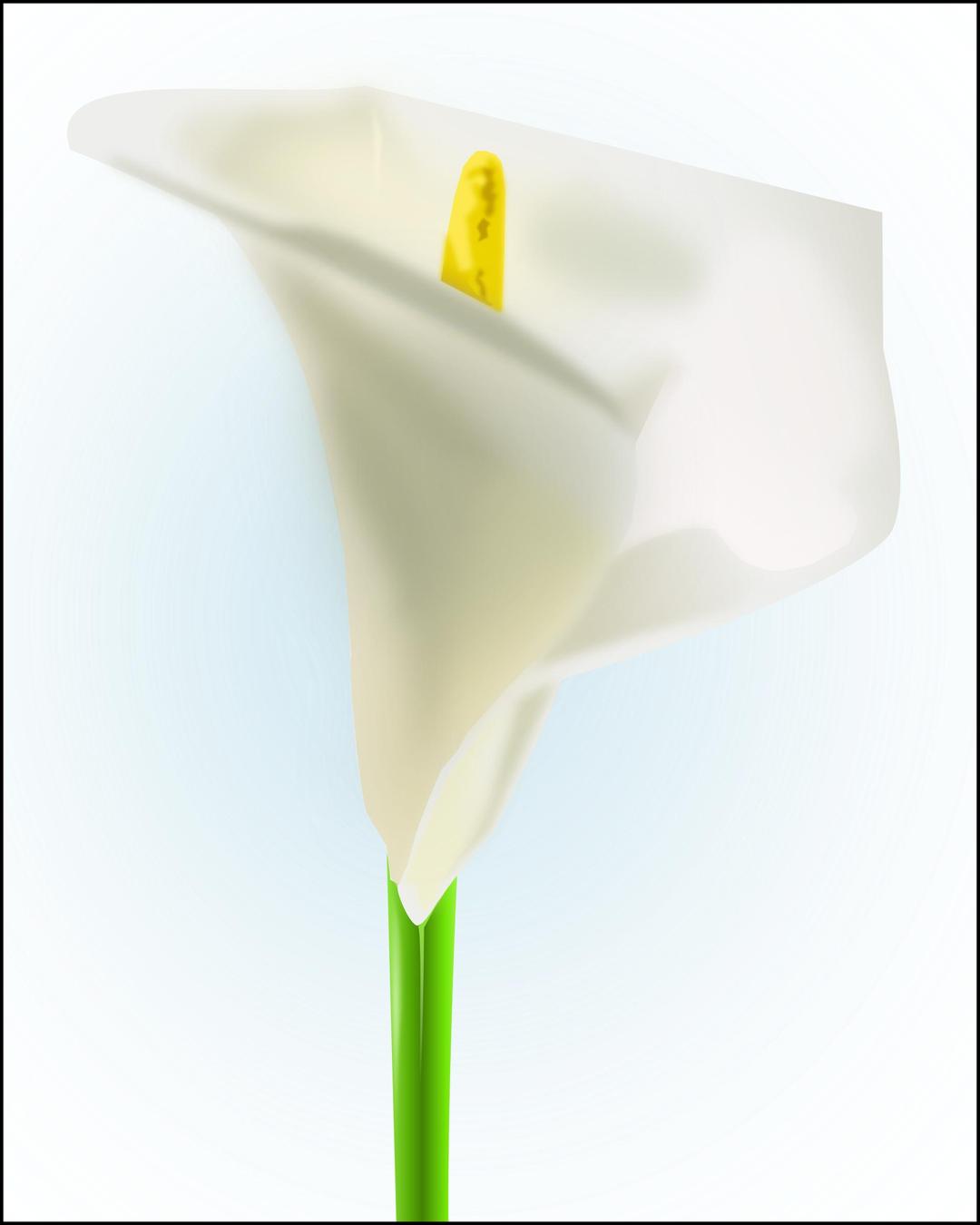 The Lily png transparent