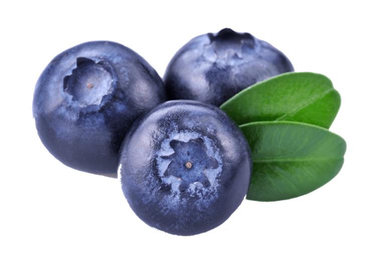 Three Blueberries png transparent