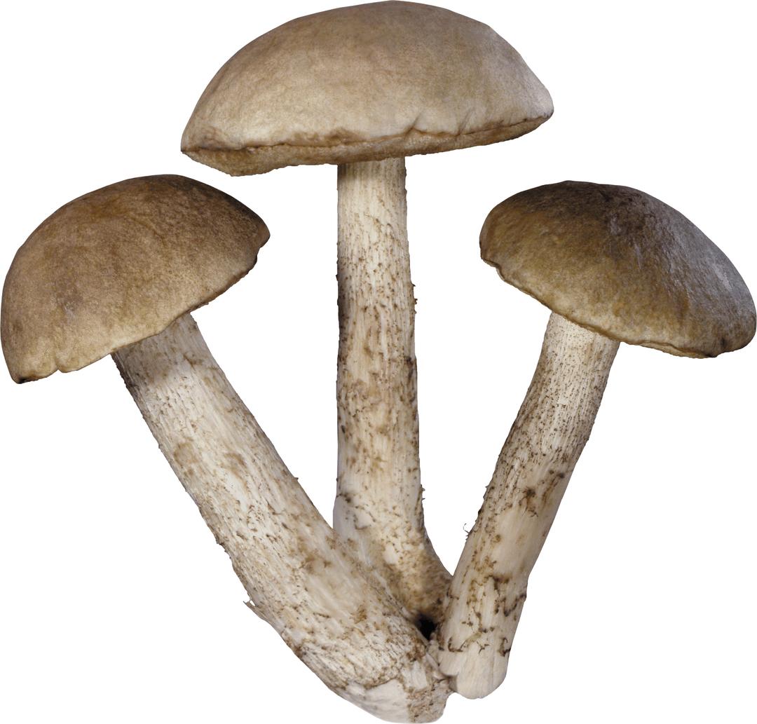 Three Mushrooms png transparent