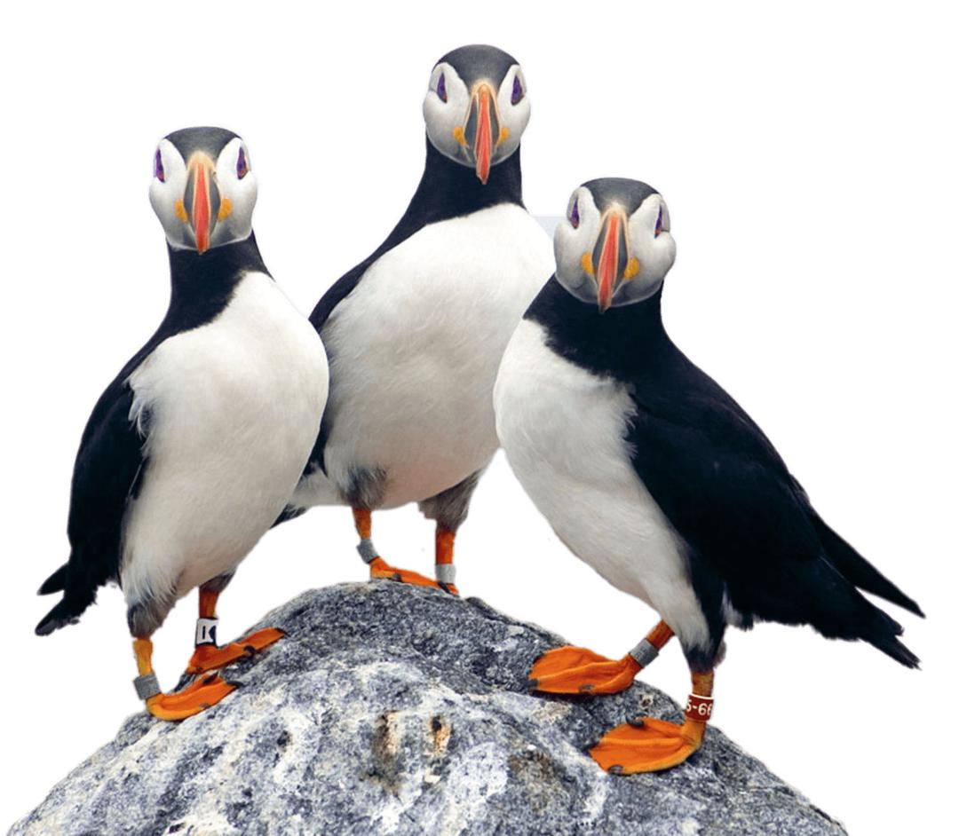 Three Puffins on A Rock png transparent