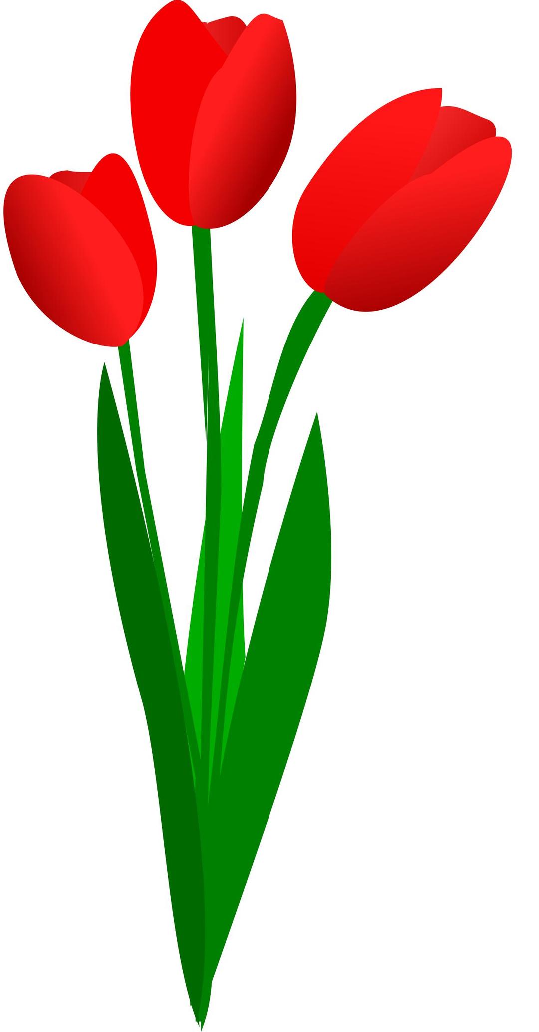 three red tulips png transparent