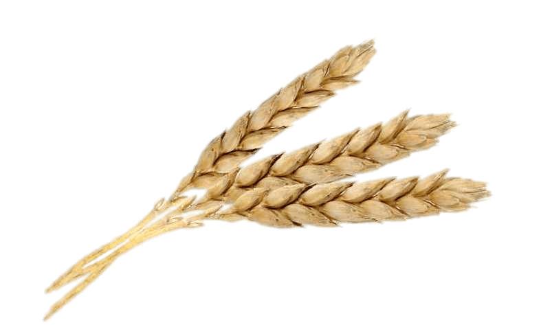 Three Wheat Spikes png transparent