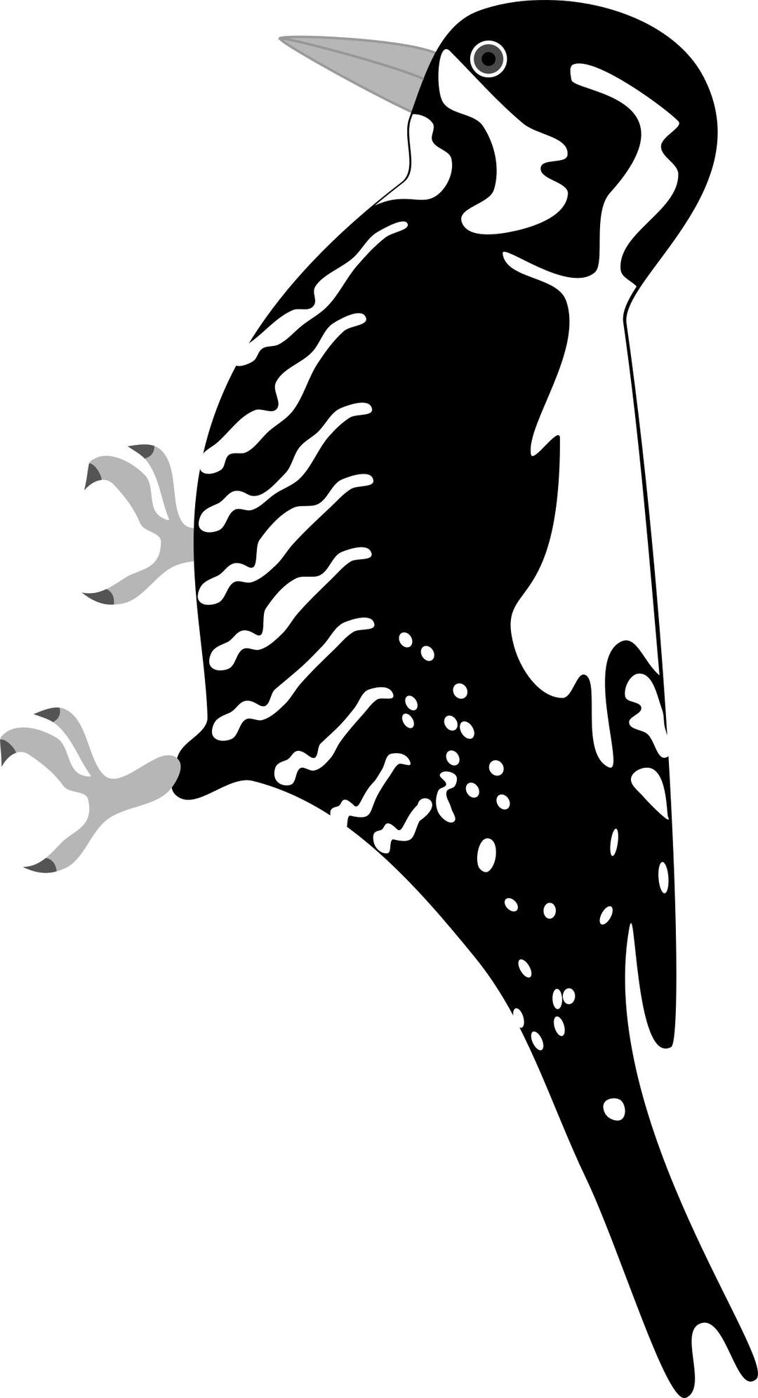 Three-toed Woodpecker png transparent