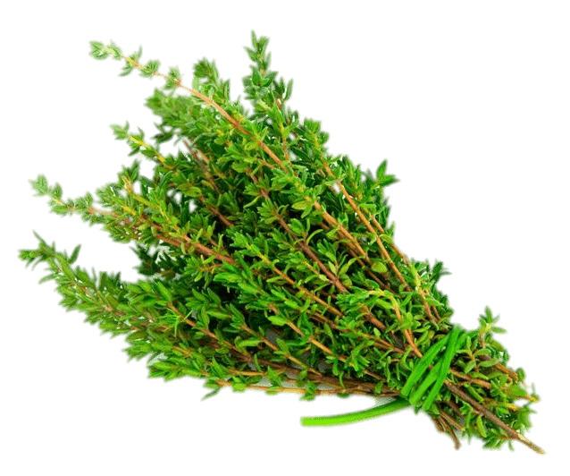 Thyme png transparent