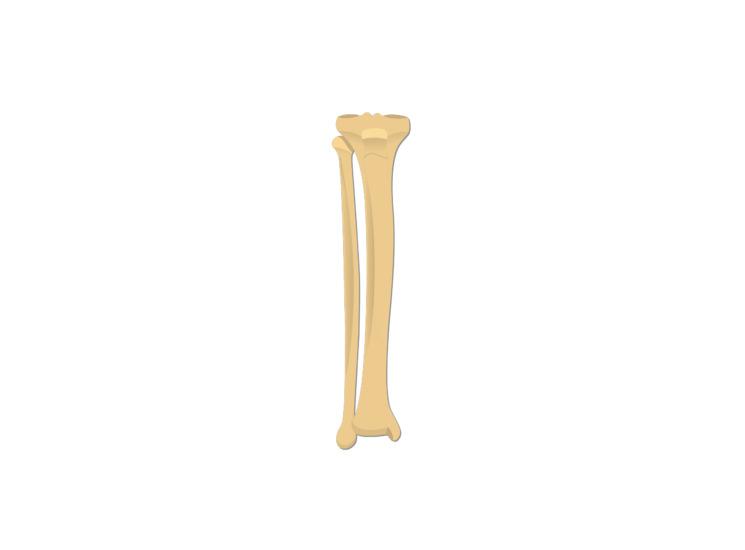 Tibia and Fibula Bones png transparent