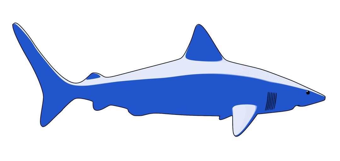 tiburon png transparent