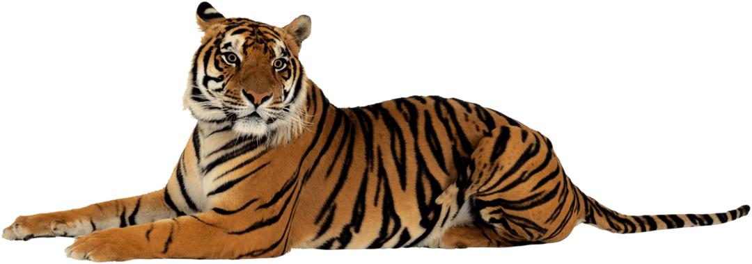 Tiger Lying Down Looking Right png transparent