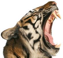Tiger Open Mouth png transparent