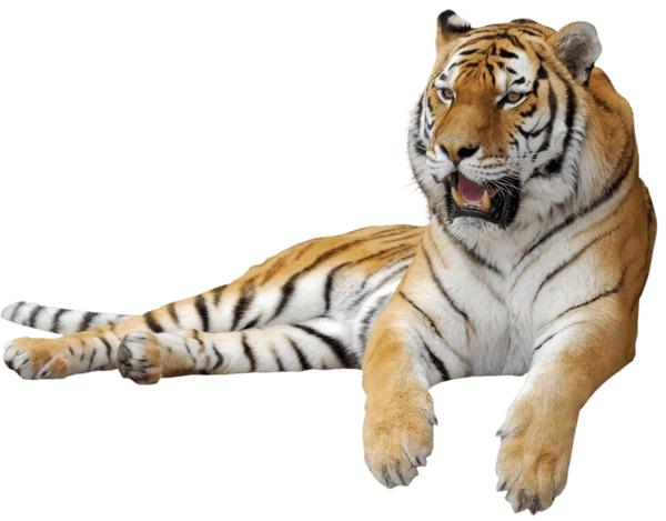 Tiger Sitting Sideview png transparent