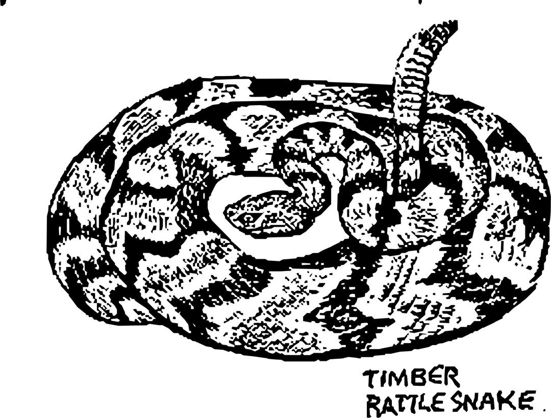 Timber Rattle Snake png transparent