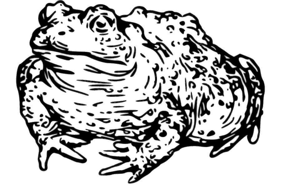 Toad Drawing Black and White png transparent