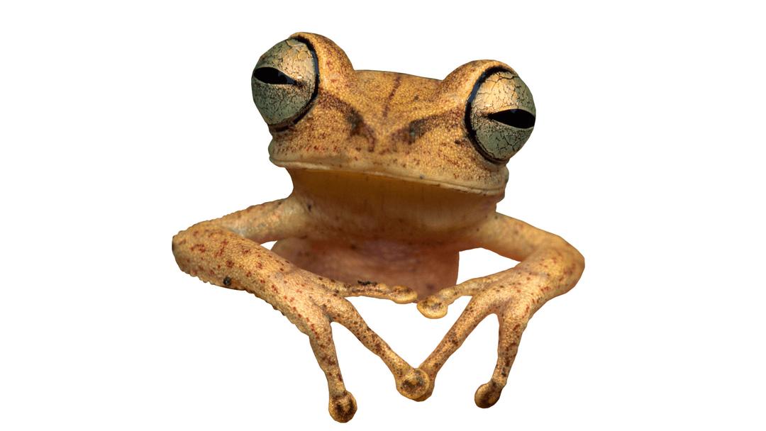 Toad Frog png transparent