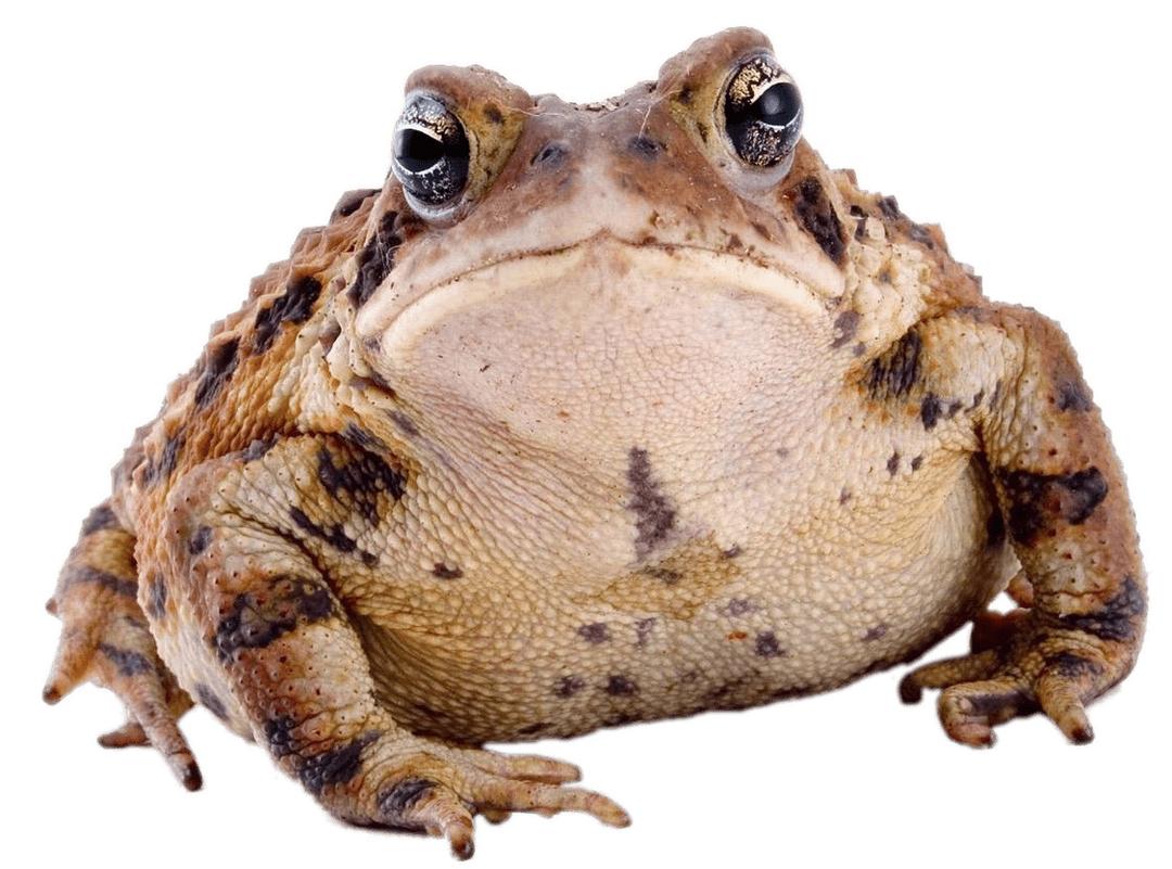 Toad Front View png transparent