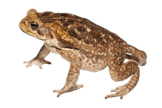 Toad Side View png transparent