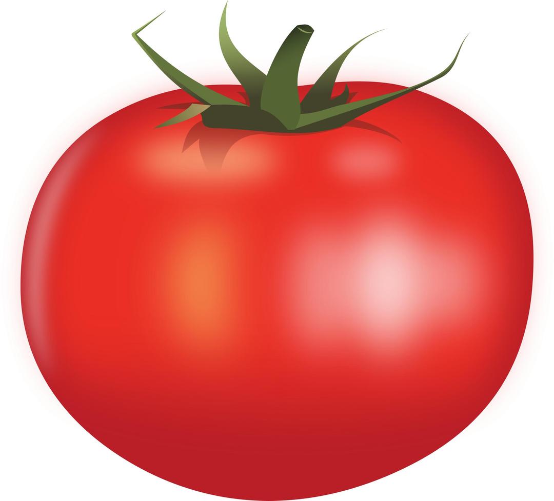 Tomato by Rones png transparent