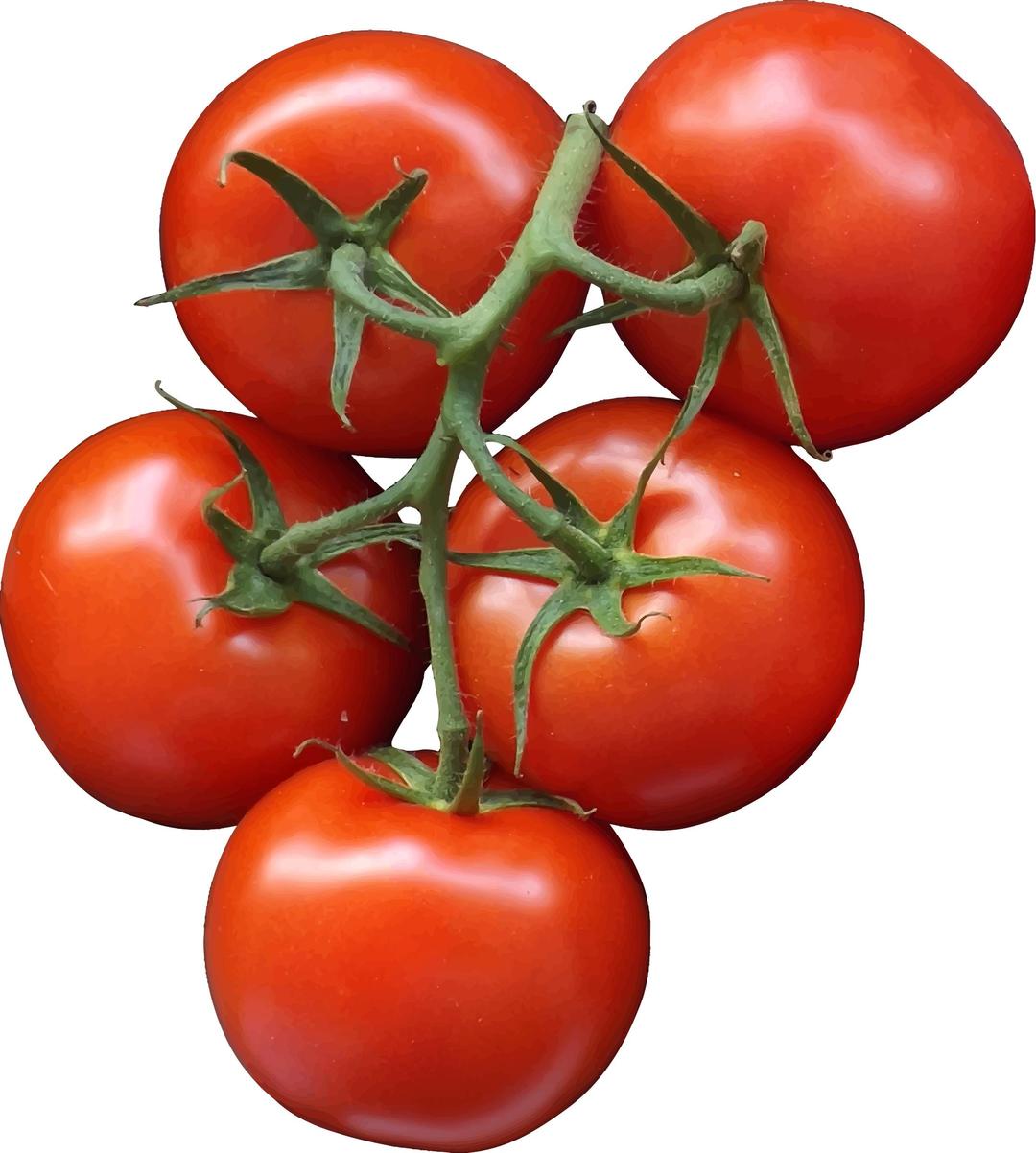 Tomatoes png transparent