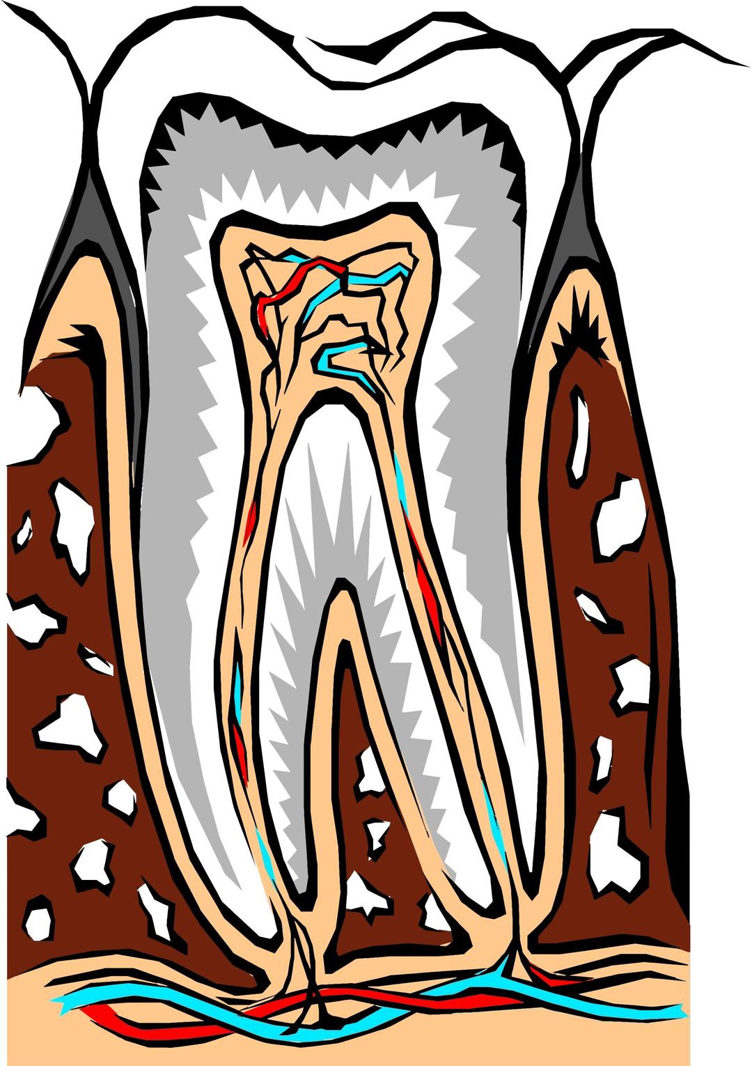 Tooth Cross Section Illustration png transparent
